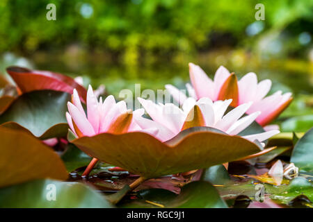 Des nénuphars dans un étang Banque D'Images