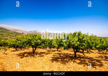 Espagne, Andalousie, Malaga, Mondrón, pêche (Prunus persica) Arbres dans Orchard Banque D'Images