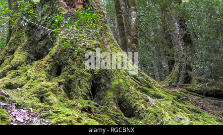 La base d'un gros pin couverts de mousse pine valley Lake St Clair National Park Banque D'Images