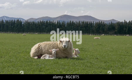 Une mère brebis incombe à ses deux jeunes agneaux dans une ferme en Nouvelle Zélande Banque D'Images