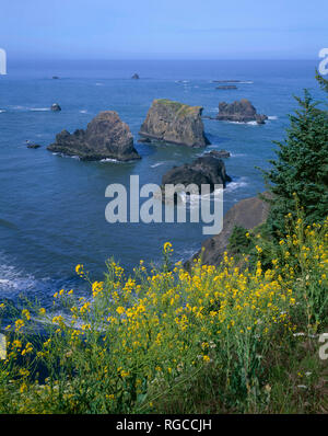 USA (Oregon), Samuel Boardman State Park, off shore sea stacks forment de petites îles à Arch Rock vue tandis que les fleurs fleurissent sur pointe. Banque D'Images