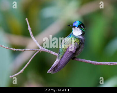 Une montagne à gorge blanche (Lampornis castaneoventris-GEM) hummingbird perché sur une branche. Costa Rica, Amérique centrale. Banque D'Images