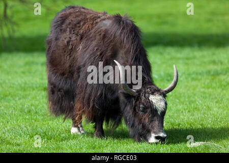 Un tibétain yak pâturage sur l'herbe vert vif dans le soleil du printemps. Banque D'Images