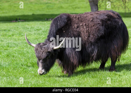 Un tibétain yak pâturage sur l'herbe vert vif dans le soleil du printemps. Banque D'Images