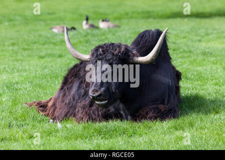 Un yak tibétain est de jeter dans le soleil du printemps sur l'herbe avec trois oies dans l'arrière-plan. Banque D'Images