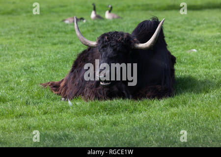 Un yak tibétain est de jeter dans le soleil du printemps sur l'herbe avec trois oies dans l'arrière-plan. Banque D'Images