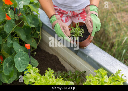 Close-up of woman gardening à soulevé bed Banque D'Images