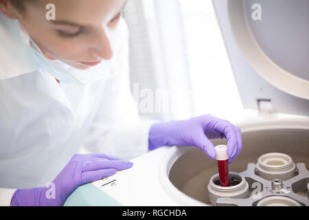 Laboratoire scientifique en mettant l'échantillon sanguin en centrifugeuse Banque D'Images