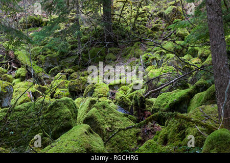 De gros rochers dans la forêt couverte de mousse vert vif printemps et entouré d'arbres. Banque D'Images