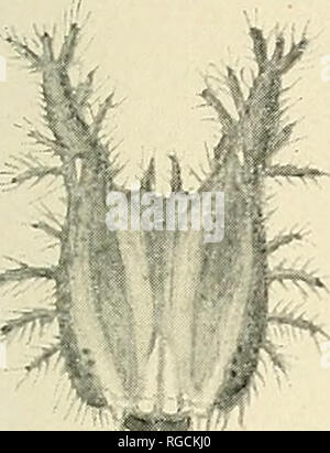 . Bulletin de l'Académie des Sciences de Californie du Sud. La science ; natural history ; histoire naturelle. Bulletin, alors... L'Académie des Sciences de Californie 52, partie 3, 1953. r / B. Veuillez noter que ces images sont extraites de la page numérisée des images qui peuvent avoir été retouchées numériquement pour plus de lisibilité - coloration et l'aspect de ces illustrations ne peut pas parfaitement ressembler à l'œuvre originale.. Le sud de l'Académie des Sciences de Californie. Los Angeles, Californie : l'Académie Banque D'Images