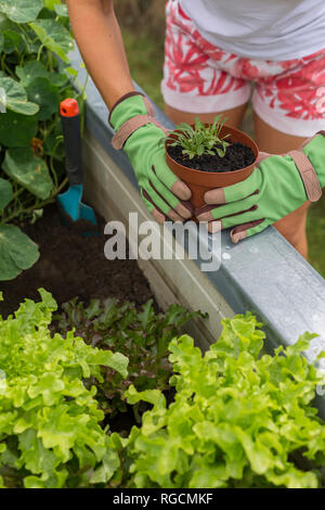 Close-up of woman gardening à soulevé bed Banque D'Images