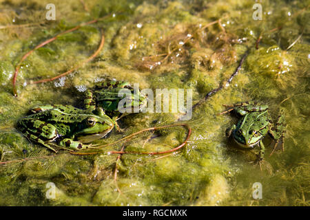 Les grenouilles Rana esculenta, piscine