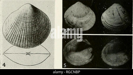 . Bulletin de l'Académie des Sciences de Californie du Sud. La science ; natural history ; histoire naturelle. 111, la plaque. Glycimeris septembre&gt;itrio7iaUs, type (copie de Middendorff's figure) : 2, 2a. Corteziana G. Dall, type, X2 ; 3. G. profunda Dall, off Redondo, Californie (Burch coll.) ; 3a. Même, San Pedro (Pleist.) ; 4. G. barbarensis, type (copj" de Conrad figure) ; 5, 5a. Migueliana G. Dall, le type. 110. Veuillez noter que ces images sont extraites de la page numérisée des images qui peuvent avoir été retouchées numériquement pour plus de lisibilité - coloration et l'aspect de ces illustrations ne peut pas parfaitement r Banque D'Images