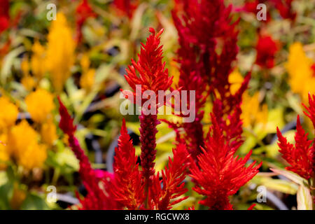 Photo en gros plan de fleurs sauvages et de jardin vibrantes à la lumière du matin, prise en macro-photographie. Banque D'Images