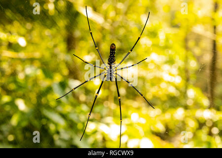 Une image macro d'une araignée noire et jaune patiemment posée sur sa toile complexe, prête à piéger un insecte sans méfiance. Banque D'Images