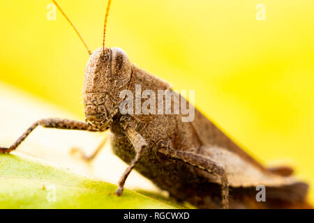 Macro photo révèle le monde complexe d'une sauterelle tôt le matin, mettant en valeur la beauté captivante de la photographie d'insectes. Banque D'Images