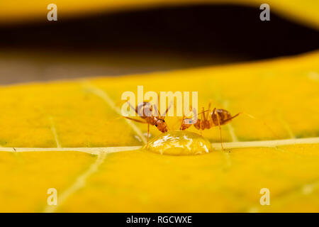 Deux fourmis buvant de l'eau ensemble sur une feuille dans le jardin pendant la matinée dans cette photo macro Banque D'Images