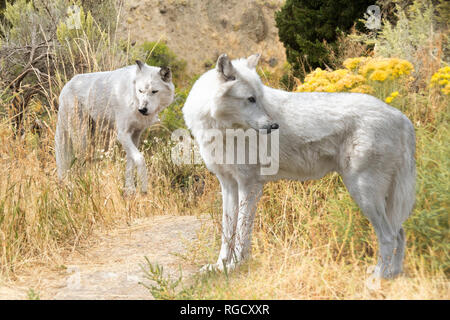 Deux loups gris dans un champ Banque D'Images