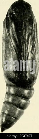 . Bulletin de l'Académie des Sciences de Californie du Sud. La science ; natural history ; histoire naturelle. . Veuillez noter que ces images sont extraites de la page numérisée des images qui peuvent avoir été retouchées numériquement pour plus de lisibilité - coloration et l'aspect de ces illustrations ne peut pas parfaitement ressembler à l'œuvre originale.. Le sud de l'Académie des Sciences de Californie. Los Angeles, Californie : l'Académie Banque D'Images