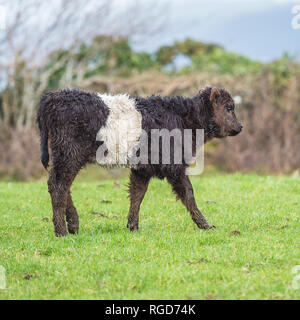 veau Galloway Banque D'Images