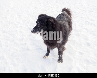 Le chien noir assis sur la rue, noir couleurs. Banque D'Images