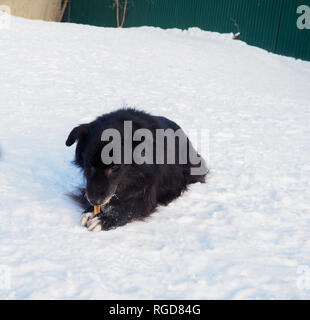 Le chien noir assis sur la rue, noir couleurs. Banque D'Images