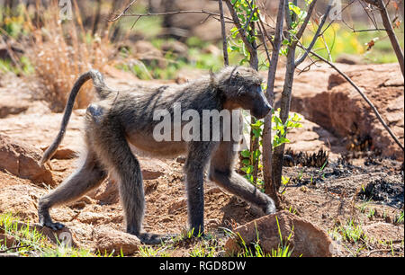 Un homme babouin Chacma balade dans le sud de la savane africaine Banque D'Images