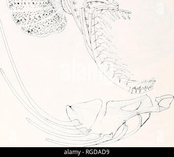 . Bulletin du Museum of Comparative Zoology de Harvard College. Zoologie. La figure 9. L'activité de la région d'Hyperoglyphe percilorma, dessin d'un-et-stained préparation à partir d'un échantillon de 173 mm de LS. Éléments identifiés à la Figure 2. Petit H. ))deux crciforma à quatre pouces de long se trouvent au large de la côte de la Nouvelle-Angleterre sous objets flottants en grand nombre au cours de l'été. En automne, ces poissons ont doublé voire triplé leur taille. Avec l'approche des temps froids ils dis- paraître. Il n'a que récemment été constaté que des profils H. pcrciforma atteindre trois pieds de longueur, et vivent dans les profondeurs de l'eau Banque D'Images