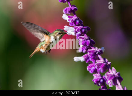 Un volcan (colibri Selasphorus flammula) se nourrissant de fleurs. Costa Rica. Banque D'Images