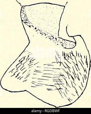 . Bulletin de l'Académie des Sciences de Californie du Sud. La science ; natural history ; histoire naturelle. Les organes génitaux à la plaque 16 caxieri Eupithecia n. sp. A. Droit clasper, B. plaque ventrale, et C. aedeagus des voies génitales chez l'homme. D. Organes génitaux femelles ; vue ventrale de Bursa. 1959 et le 21 août, 1957. Huit femmes, même localité, date de septembre 1-8, 1959. Holotype et allotype à déposer dans le Los Angeles County Museum, paratypes dans le Musée Américain d'histoire naturelle, et dans la collection de l'auteur. Le nom de mon bon ami le Dr Mont A. Cazier, Directeur de la recherche sud-ouest St Banque D'Images