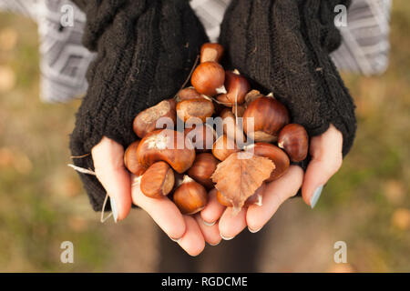 Woman's hands holding châtaignes, close-up Banque D'Images