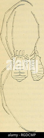 . Bulletin de l'United States Geological Survey et géographique des territoires. La géologie. BULLETIN 160 UNITED STATES GEOLOGICAL SURVEY. ARACHNTDA. Est emastoma^ troglodytes n. sp., (Fig. 5, grande*), 10 ? .-Corps plutôt long et effilé comj)avec l'ARED N. dentipaJpis Koch, ce dernier étant courte et ovales, tandis que nos espèces est engagé par contrat à la base de l'abdomen. L'œil-bacille est plutôt grand et important, les yeux eux-mêmes bien développés, en noir récemment mué de spécimens, mais dans d'autres, à peine distinguable des foncé-brun, finement- shagreeued téguments. Banque D'Images