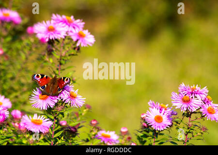 Peacock butterfly sitting on blossom de aster rose Banque D'Images