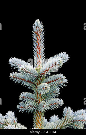 43 467,03841 Frosty, légèrement givré, les aiguilles vertes & branches sur l'épinette (Picea hiver Espèces, Pinaceae), fond noir, Vertical Banque D'Images