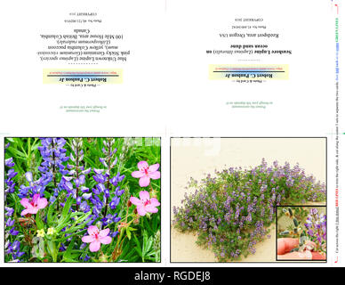 40 721,00293-b & 41 440,04342 Note Photo Photographie carte, deux 5x4 cartes sur papier 11x8,5 (pli) coupe d'impression, de fleurs sauvages lupin bleu, rose géranium Banque D'Images