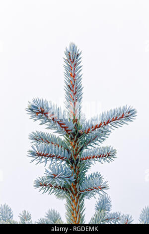 43 467,03837 Frosty, légèrement givré, les aiguilles vertes & branches sur l'épinette (Picea hiver Espèces, Pinaceae), fond blanc, Vertical Banque D'Images