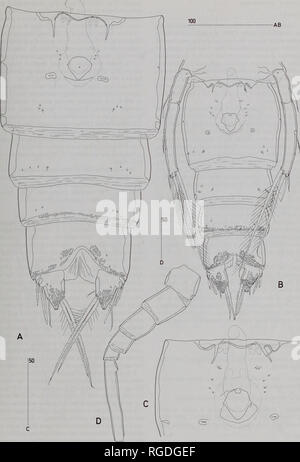 . Bulletin du Musée d'histoire naturelle de la zoologie. CONCEPTS GÉNÉRIQUES EN CLYTEMNESTRIDAE 41. Fig. 28 Goniopsyllus rostratus Brady, 1883 (holotype) 9. A, (à l'exclusion de l'Urosome P5-somite roulement), [ventrale faussés en raison des chasses aux excessive]. Goniopsyllus brasiliensis sp. nov. (9). B, l'Urosome, ventrale ; C, champ génitale, ventrale ; D, antennule induit (omis).. Veuillez noter que ces images sont extraites de la page numérisée des images qui peuvent avoir été retouchées numériquement pour plus de lisibilité - coloration et l'aspect de ces illustrations ne peut pas parfaitement ressembler à l'œuvre originale.. Muse d'Histoire Naturelle Banque D'Images