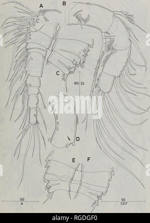 . Bulletin du Musée d'histoire naturelle de la zoologie. PARACYCLOPS Révision 179. Fig. 55 P. novenarius. Femelle adulte. A, B ; ventrale antennule, antenne, frontal ; C, antennule, deuxième et troisième segments montrant modèle de segmentation, nageoire dorsale ; D, antenne, coxobasis, caudale ; E, F, antennule deuxième et troisième segments montrant la variante de modèle de segmentation. Barres d'échelle dans l'urne.. Veuillez noter que ces images sont extraites de la page numérisée des images qui peuvent avoir été retouchées numériquement pour plus de lisibilité - coloration et l'aspect de ces illustrations ne peut pas parfaitement ressembler à l'œuvre originale.. Natural Banque D'Images