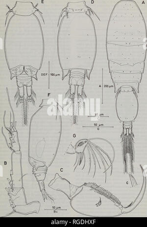 . Bulletin du Musée d'histoire naturelle de la zoologie. Morphologie d'ONCAEA MEDITERRANEA 143. Fig. 4 Oncaea mediterranea (Noël, 1863),C (Mer Rouge). A, l'habitus, dorsale ; B, C ; antennule, maxillipède, antérieur [c, pointe de griffe, montrant les lamelles hyalines] ; D, urosome, dorsale ; E, F ; urosome, ventrale, latérale, même les spermatophores (immatures) ; G, antenne, endopod distal segment.. Veuillez noter que ces images sont extraites de la page numérisée des images qui peuvent avoir été retouchées numériquement pour plus de lisibilité - coloration et l'aspect de ces illustrations ne peut pas parfaitement ressembler à l'œuvre originale.. Histo naturelles Banque D'Images