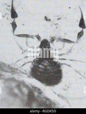 . Bulletin du Musée d'histoire naturelle de la géologie. 82 M.L.I. JUDSON 1991 Electrobisium acutum Cockerell ; Harvey : 334. 1992 Electrobisium acutum Cockerell ; Poinar : 220. 1997 Electrobisium acutum Cockerell ; Judson : 7. Matériel examiné. Holotype : la NHM Pal. Dans le département. 19118, adulte, ambre Birman, Hukawng Valley, le Myanmar (Birmanie) (présenté par R. C. J., 10 févr. 1919 Swinhoe). Les non-types : 1 nymphe (protonymphe ?), en même que dalle holotype ; 1 adulte, off-cut du bloc contenant de l'holotype, NHM Pal. Dans le département. 19123(3). La description suivante est basée sur la non-spécimen type pendant la coupe (BMNH Dans. 19123(3)) Banque D'Images