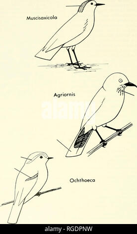 . Bulletin du Museum of Comparative Zoology de Harvard College. Zoologie. Bulletin 186 Museum of Comparative Zoology, 141, n° 5 Muscisaxicola. Ochthoeca Fig. 1. Trois des quatre groupes en fonction de différences dans la coloration. Top : Muscisox ruHvertex/co/o, un exemple de groupe 1 (espèce unpotterned avec une couronne contrastées patch). Centre : Agriornis montana, un exemple de groupe 2 (espèces à gorge rayée à motifs et queue). Bas : Ochthoeca rufipectoralis, un exemple de groupe 3 (espèces avec arcades sourcilières et bande alaire).. Veuillez noter que ces images sont extraites de scann Banque D'Images
