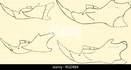 . Bulletin du Museum of Comparative Zoology de Harvard College. Zoologie. Figure 1^. Vue de la mandibule gauche labial rami de nutialli M.C.Z. (Peromyscus 1491, top), P. gossypimis M.C.Z. (fossiles, 17778, armature), et P. gossypinus (M.C.Z. 3226, en bas). X2.7y. IB. Vue de la mandibule gauche labial rami d'Oryzomys couesi (M.C.Z. 1532, en haut), 0. palustris, combustibles csl.V.Z. 17786, au centre), et 0. palustris (M.C.Z. 446,5, en bas). X2.75. deux cicatrices {M. Les masséters medialis) dans 0. couesi est profondément concave vers le haut ayant son extension plus ventrad sous le point entre Ml et M2. En revanche, la plus ve Banque D'Images