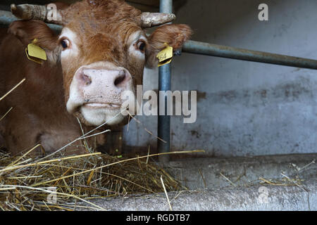 Le foin de luzerne de manger de la vache à la ferme manger Banque D'Images