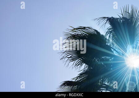 Le haut d'un palmier sous le soleil bleu. Banque D'Images