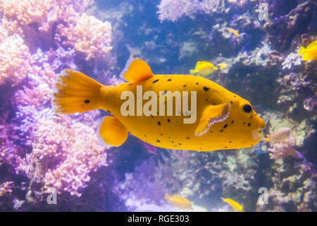 Épinoche tachetée jaune Puffer ou chien-face poisson globe - Arothron Nigropunctatus. Belle et magnifique monde sous-marin avec les coraux et poissons tropicaux. Banque D'Images