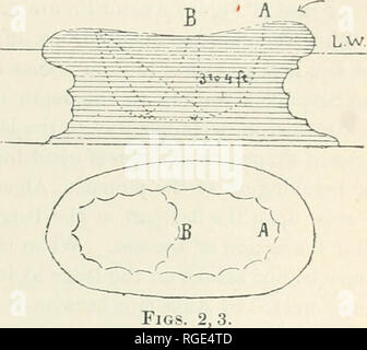 . Bulletin du Museum of Comparative Zoology de Harvard College. Zoologie Zoologie ;. A.GASSIZ : Bermudes. 265 HW. L Wtti. iles eoliennes a été oblitérée par la stratification de la cimentation et action de solvant de l'eau de mer. Si la base, le rebord en forme de champignon, est stratifiée horizontalement (Fig. 2) le résultat du lavage des brisants sur toute partie de la top laissés sans protection sera de sortir les atolls circulaires ou elliptiques (Fig. 3) comme A ou B. Dans un cas, un, l'atoll aura un bord de près de la même largeur, alors que dans les autres cas, B, si les parties du haut sont sous le vent, les Banque D'Images