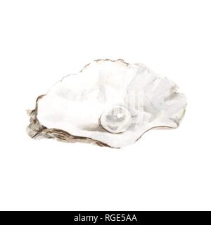 Les coquillages blanc Illustrations. Conception navale. La main de l'aquarelle sur fond blanc. - Illustration Banque D'Images