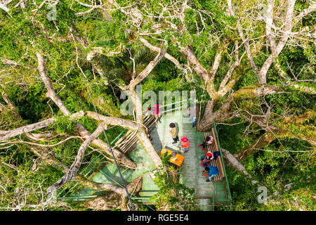 Les touristes sur une tour d'observation construite dans un arbre Ceiba dans la forêt amazonienne à l'intérieur du parc national Yasuni, en Equateur. Banque D'Images