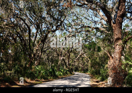 Route incurvée, d'un couvert forestier, la mousse espagnole, la lumière du soleil filtrée, paisible, Fort Clinch State Park, Fernandina Beach, FL, automne ; horizontal Banque D'Images