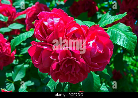 Vue rapprochée sur une grappe de roses rouge pourpre en plein soleil Banque D'Images